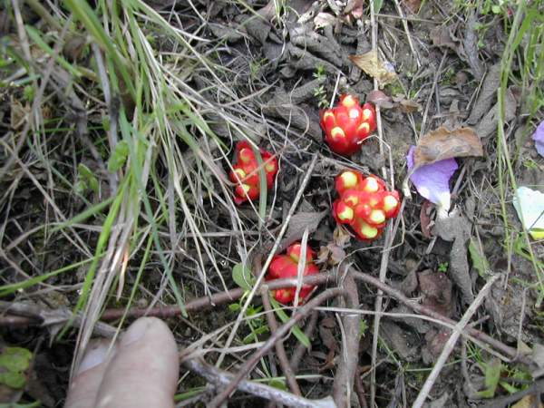 Cytinus hypocistis